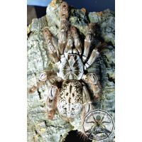 Heteroscodra maculata / Togo Starburst 1fh BULK 10x